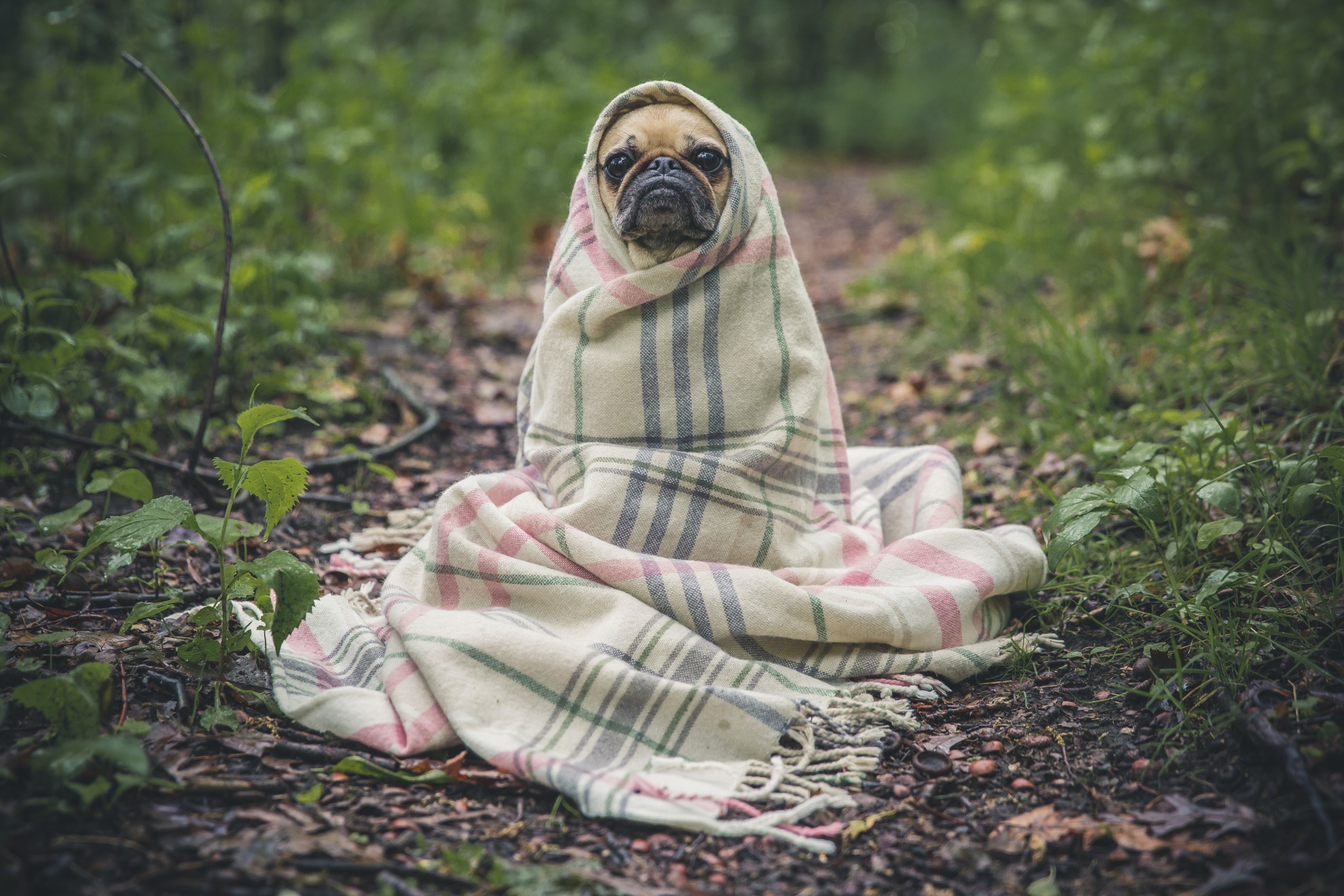 Dog in a Blanket